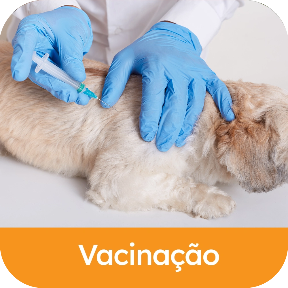 Vacinacao